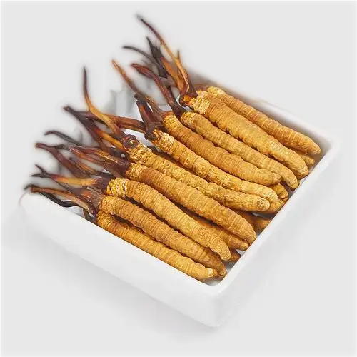Yushu Cordyceps Senisis